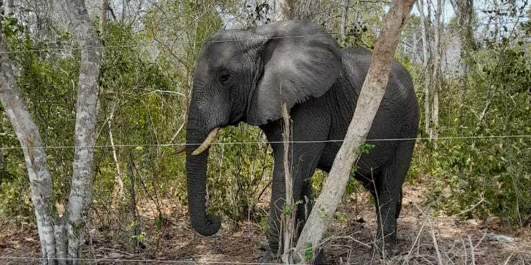 Elefant im Arabuko Sokoke - Foto: Francis Kagema