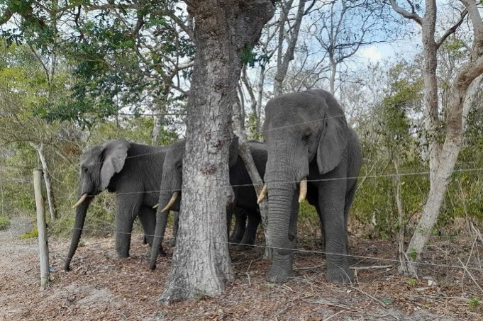 Elefanten im Arabuko Sokoke - Foto: Francis Kagema