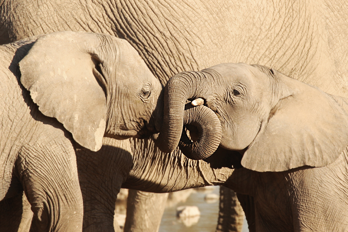 Elefanten sind bekannt für ihre vielschichtigen Sozialgemeinschaften und engen Familienbande. - Foto: iStockphoto/JurgaR