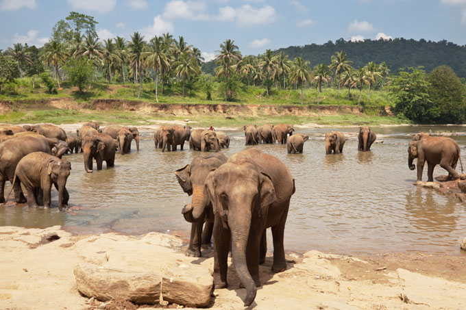 Elefantenherde im Wasser in Sri Lanka