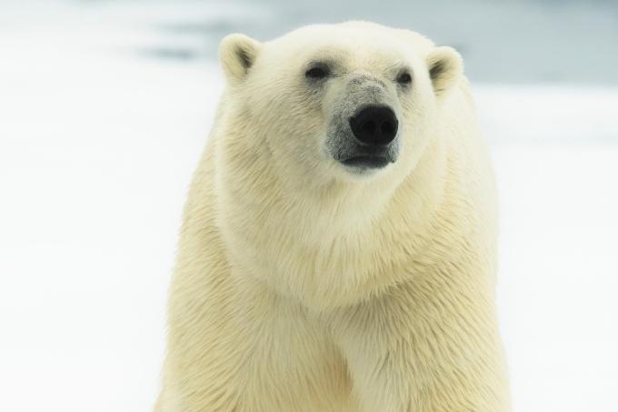 Faketeaser Eisbären-Petition