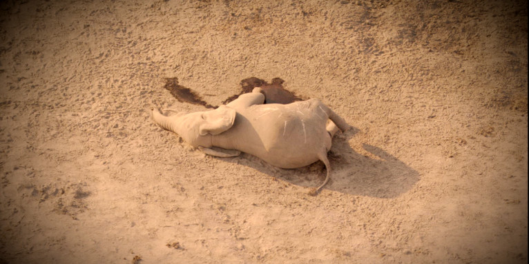 Alle 25 Minuten wird ein Elefant ermordet - Foto: NABU International