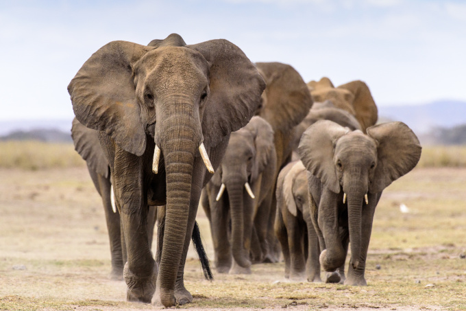 Afrikanischer Elefant - Foto: Michelle Guillermin / stock.adobe.com