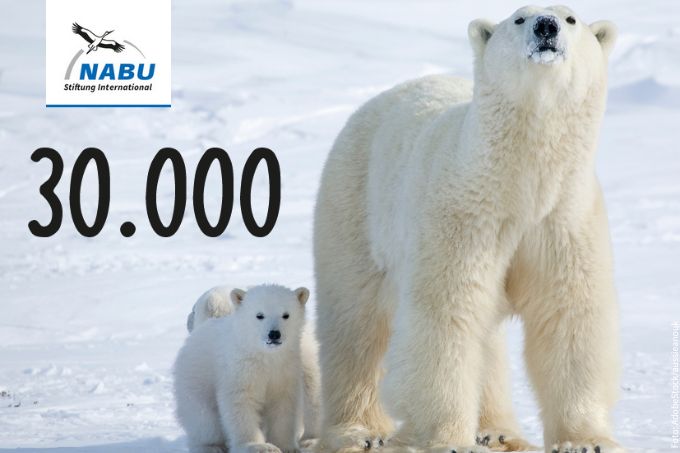 30.000 fordern die EU-Institutionen auf: Werden Sie aktiv für den Schutz der Eisbären! - Foto: AdobeStock/aussieanouk