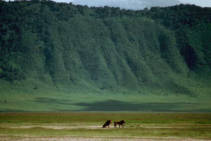 Der Ngorongoro-Krater liegt am Rande der Serengeti. Sein Kraterrand umringt vulkanische, wasserreiche Böden und ist ein idealer Lebensraum für viele Wildtiere. - Foto: Craig Packer