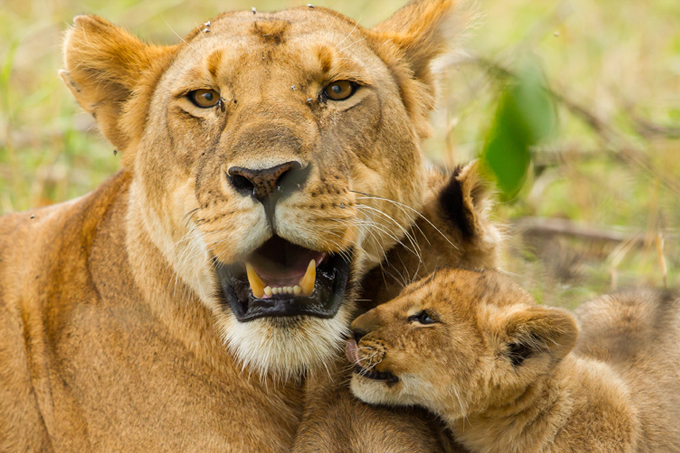 Löwenmutter mit ihrem Jungen am schmusen