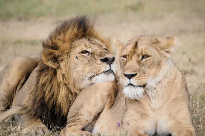 Afrikanische Löwen sind in Gefahr. Ihre Population ist in den vergangenen 25 Jahren um mehr als die Hälfte eingebrochen. - Foto: Ingela Jansson