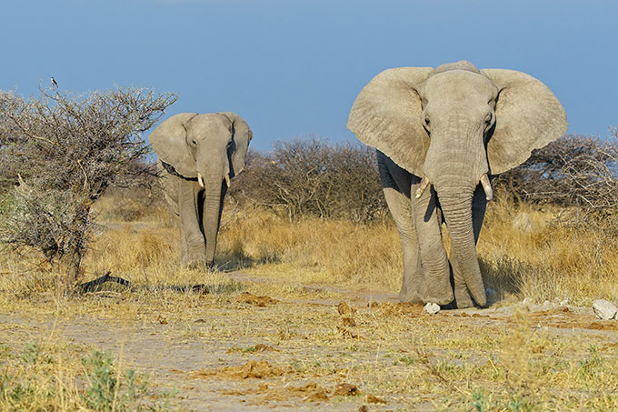 Afrikanischer Elefant Foto: AdobeStock/Wirestock