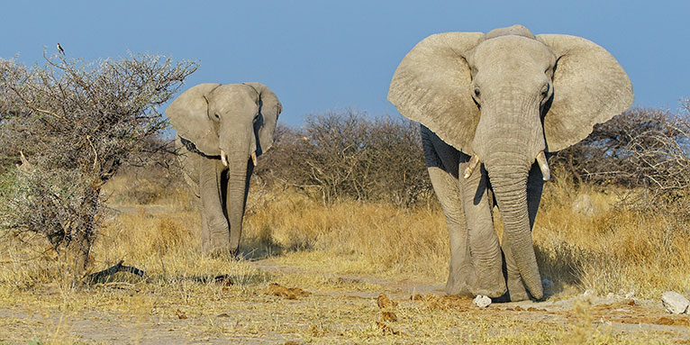 Afrikanischer Elefant Foto: AdobeStock/Wirestock