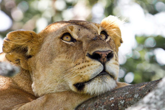 Löwen in Tansania - Foto: Adobe Stock/ henk boogard