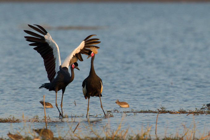 Ethiopias largest lake – important wintering grounds for migratory birds, such as many crane species (Bruno D’Amicis)