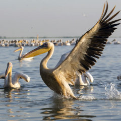 Great White Pelican - Photo: Bruno D\'Amicis