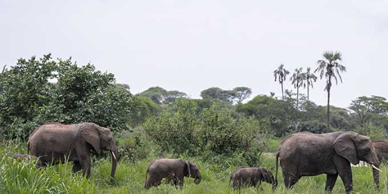 Elefantenherde im Tarangire-Nationalpark, Tansania - Foto: NABU/Marc Scharping