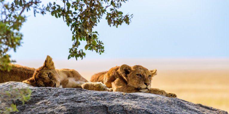 Löwen in Tansania - Foto: Adobe Stock/ Simon Dannhauer