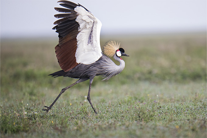 Der Graue Kronenkranich - Vogel des Jahres 2023 in Tansania Foto: stock.adobe/Naturecolors