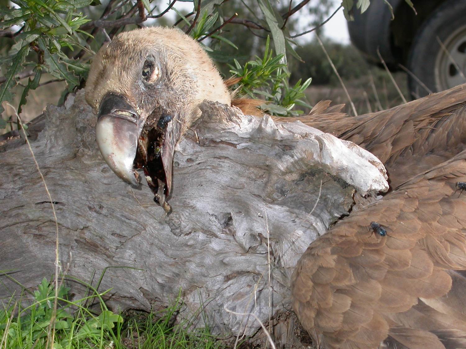 Vergifteter Geier - Foto: Vulture Conservation Foundation (VCF)