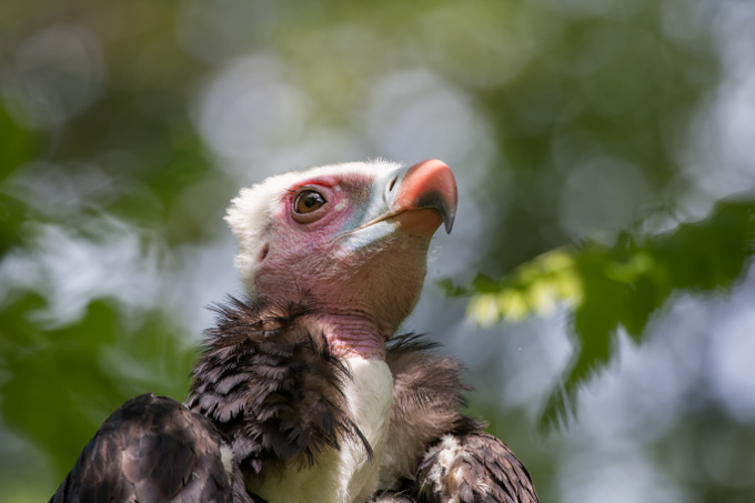 Vulture Safe Zone in Westafrika