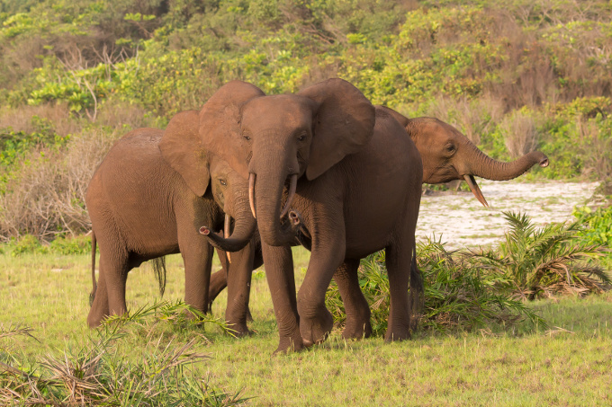Der Afrikanische Waldelefant (Loxodonta cyclotis) ist vom Aussterben bedroht. - Foto: Adobe Stock/vaclav