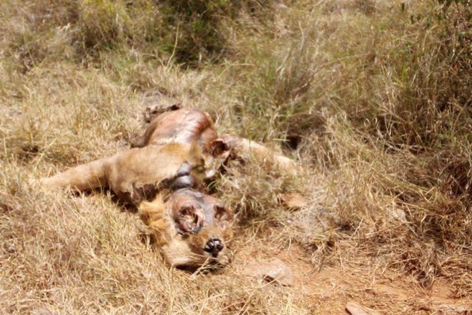 Vergifteter Löwe wird zur Gefahr für Aasfresser. - Foto: Cranes Conservation Volunteers