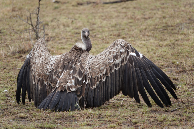 Um das dramatische Geiersterben zu stoppen und die Bestände langfristig zu sichern, soll der Comoé-Nationalpark als „Vulture Safe Zone“ ausgewiesen werden. - Foto: NABU/ Werner Schröder