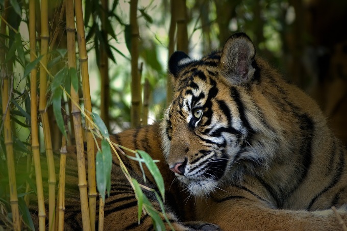 Tiger im Bambuswald