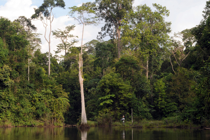 Flusslandschaft im Harapan-Regenwald  - Foto: rspb-images/C. Kendall