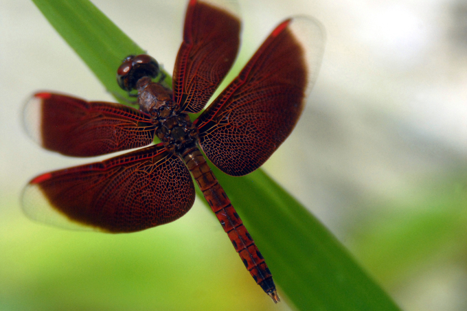 Eine rote Libelle balanciert auf einem Blatt im indonesischen Regenwald