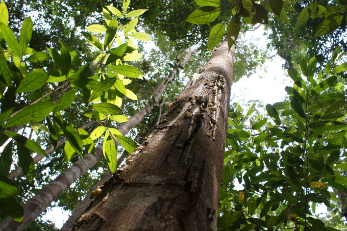 „Hutan Harapan“ („Wald der Hoffnung“) ist ein 100.000 Hektar großes Waldgebiet in den indonesischen Provinzen Süd-Sumatra und Jambi. - Foto: Annika Natus