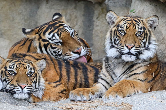 Tigerfamilie Foto: AdobeStock/Henner Damke
