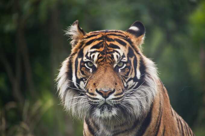 Sumatra-Tiger - Foto: AdobeStock/slowmotiongli