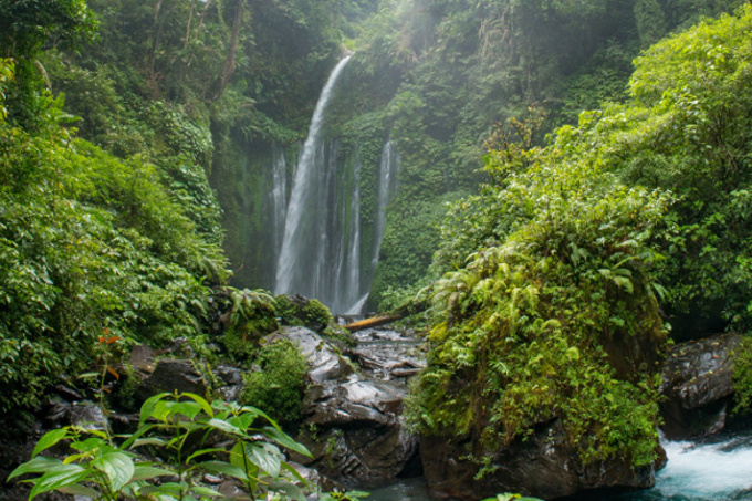Regenwald in Indonesien - Foto: Adobe Stock/ iferol 