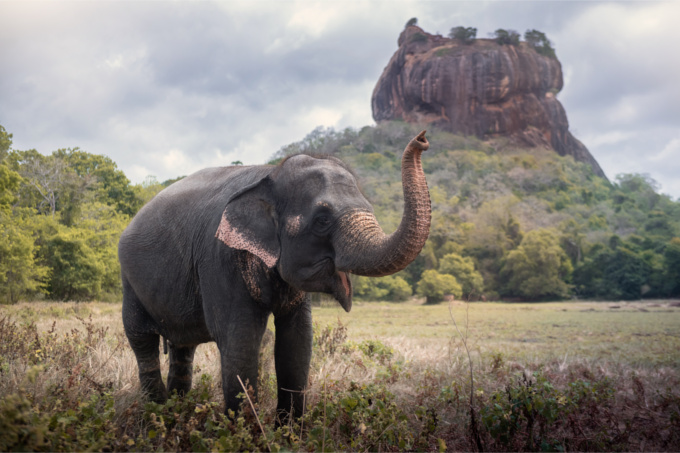 Asiatischer Elefant mit angehobenem Rüssel vor Landschaft in Sri Lanka