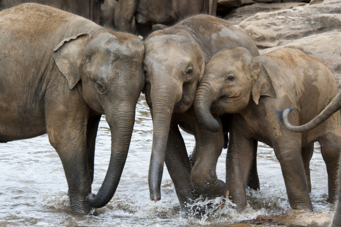 Sri Lanka-Elefanten - Foto: pchristen - stock.adobe.com
