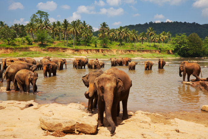 Elefanten erfrischen sich im Wasser