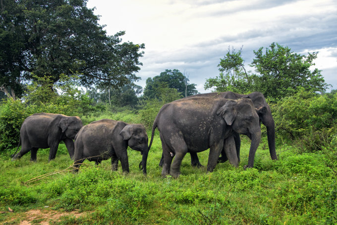 In Sri Lanka kommt es immer wieder zu Konflikten zwischen Mensch und Tier. - Foto: Adobe Stock / David