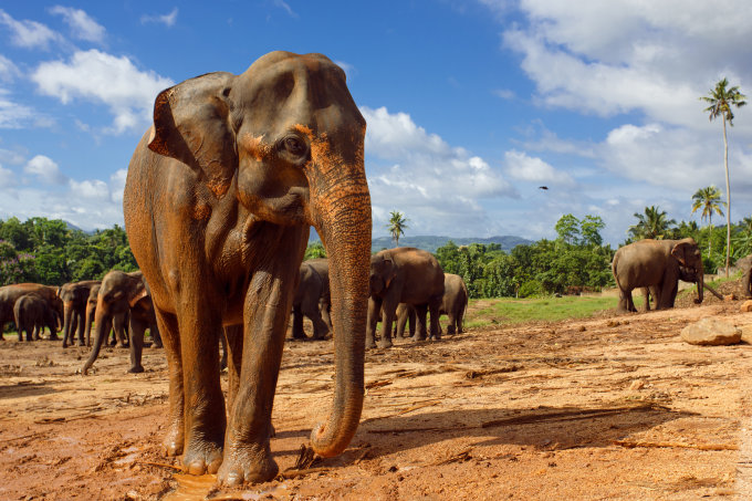 Elefant auf schlammigem Untergrund mit Elefantengruppe im Hintergrund