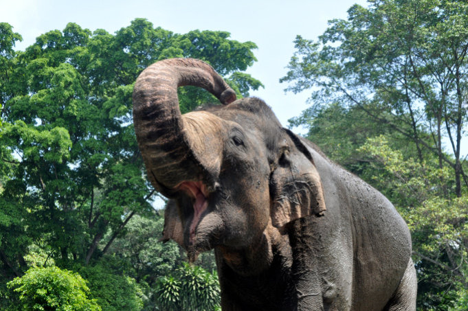 Waldelefant im Regenwald
