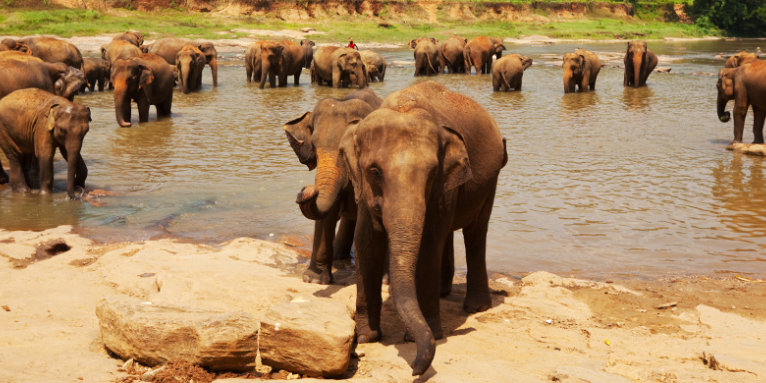 Sri Lanka-Elefanten - Foto: Galyna Andrushko – stock.adobe.com