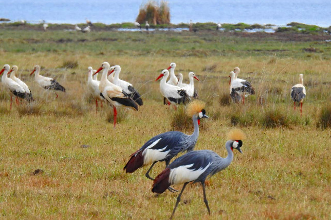 Weißstörche am Ol'Bolossat. - Foto: Cranes Conservation Volunteers