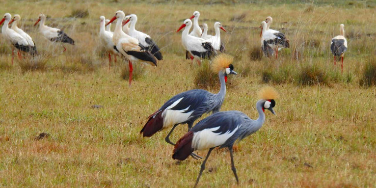 Weißstörche am Ol/'Bolossat. - Foto: Cranes Conservation Volunteers