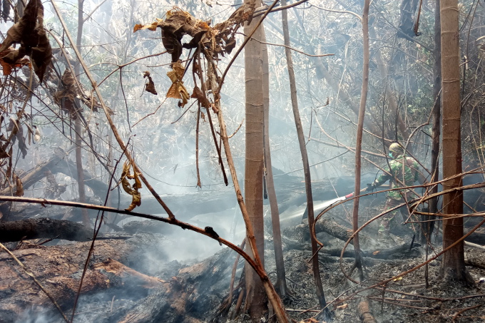 NABU International hilft dabei, Waldbrände zu verhindern und die letzten Primärwälder auf Papua zu schützen. - Foto: Ardi Wijaya