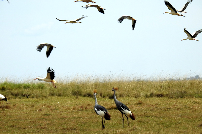 Weißstörche und Kronenkraniche am Ol'Bolossat. - Foto: Cranes Conservation Volunteers