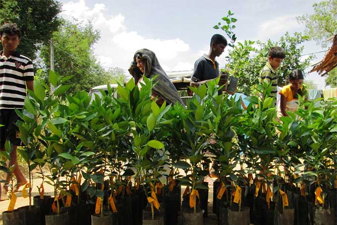 Junge Orangenbäume werden in Sri Lanka angeliefert