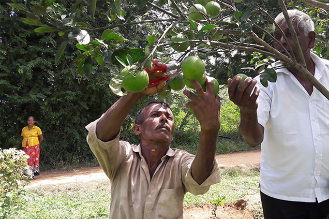 Der Verkauf der biologisch angebauten Früchte sichert den Bauern gleichzeitig ein nachhaltiges Zusatzeinkommen. - Foto: NABU International Naturschutzstiftung / Sri Lanka Wildlife Conservation Society