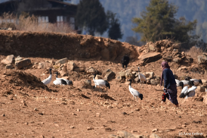 Mit dem Kranichschutz Deutschland und der bhutanischen Royal Society for the Protection of Nature (RSPN) wurde gemeinsam ein Maßnahmenplan zum Schutz der Art entwickelt und international umgesetzt. - Foto: Anne Kettner / NABU-Kranichzentrum