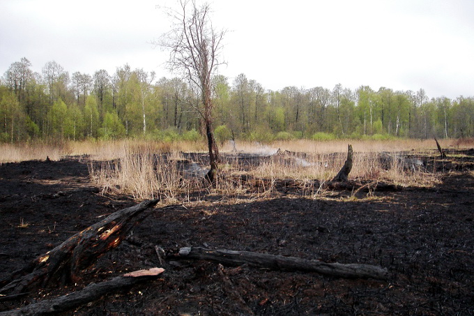 Doch Moore sind zunehmend durch Entwässerung und Nutzungsintensivierung bedroht, wie der trockengelegte Erlenwald in Taldom nach einem Frühlingsbrand zeigt. - Foto: MHS