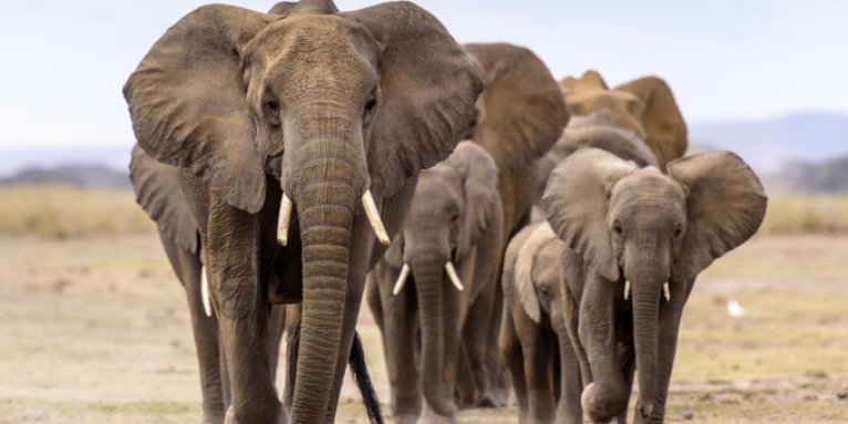 Afrikanische Elefanten - Foto: Michelle Guillermin/stock.adobe.com